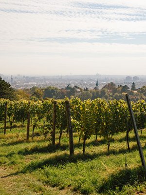 Die Weinberge rund um den Nussberg laden zum Wandern ein