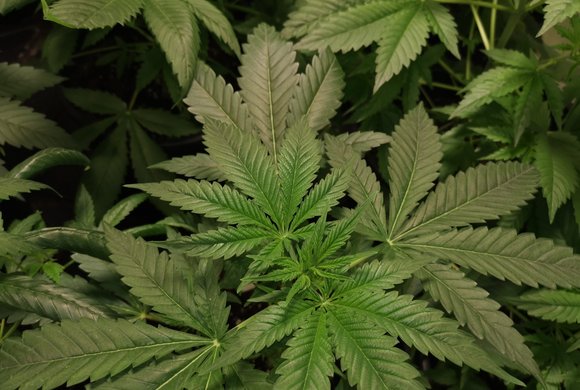 Absolem CBD und Hanfportal