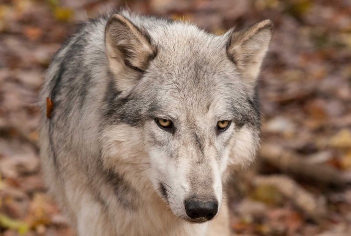 Wildpark Ernstbrunn
