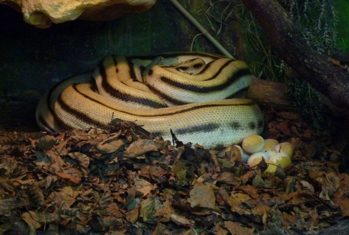 Reptilienzoo Happ