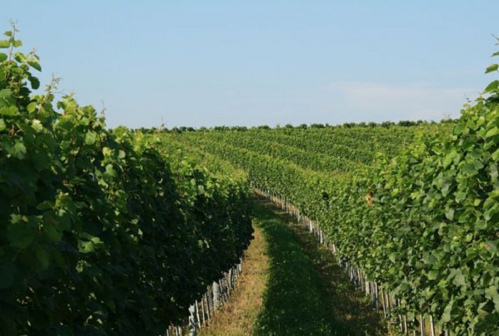 Weingut & Buschenschank Familie Schulz