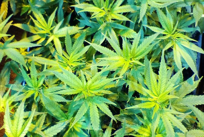 Absolem CBD und Hanfportal