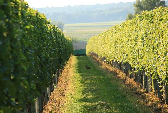 Weingut & Buschenschank Familie Schulz