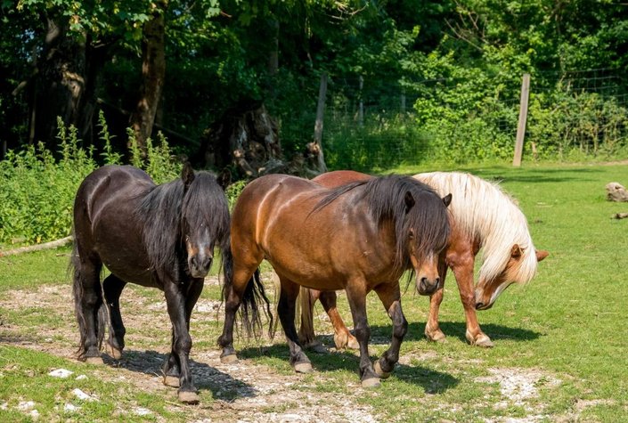 Wildpark Ernstbrunn