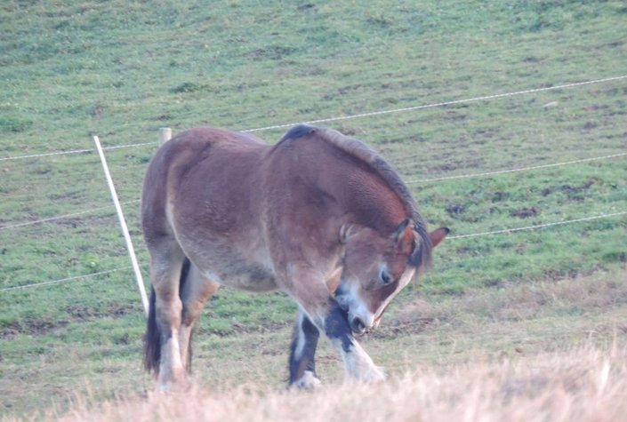 Radlranch