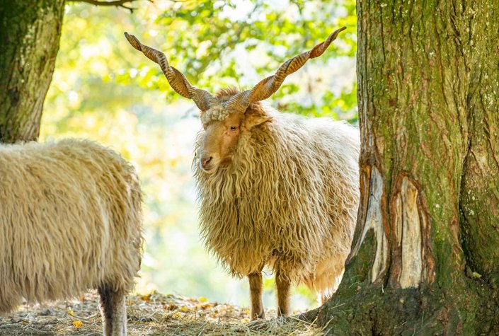 Wildpark Ernstbrunn