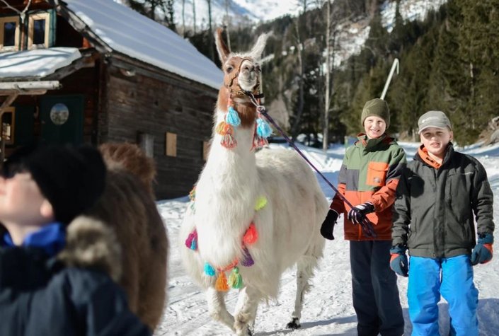 Tauern-Lama Mallnitz