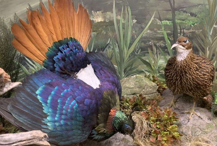 Naturwelten - Naturmuseum Salzkammergut