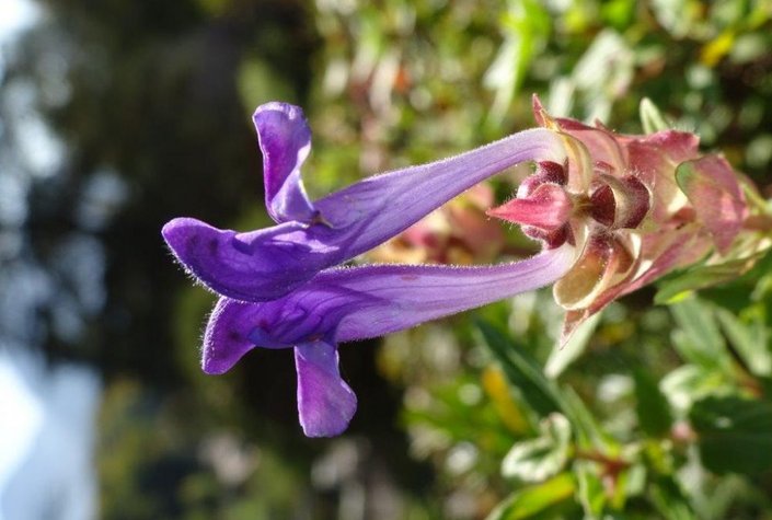 Naturerlebniszentrum Alpengarten Bad Aussee und Libellenweg