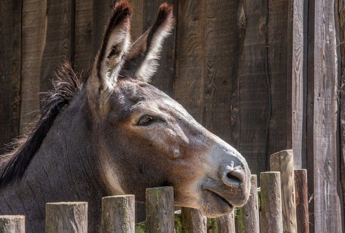 Wildpark Ernstbrunn