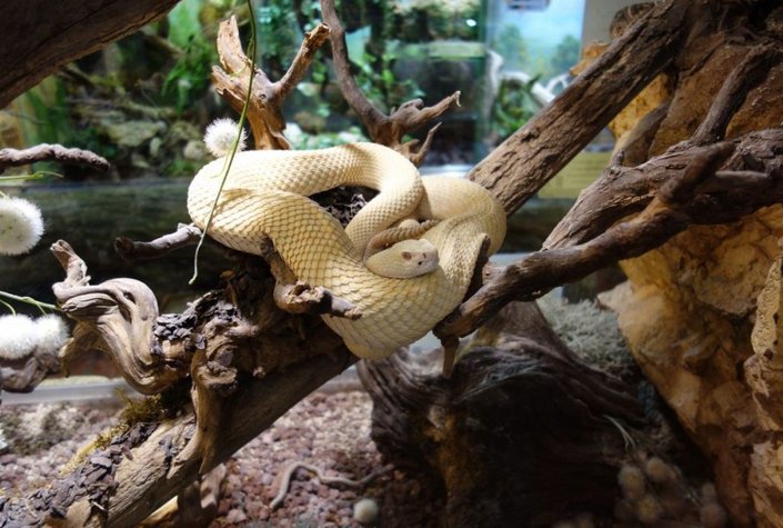 Reptilienzoo Happ