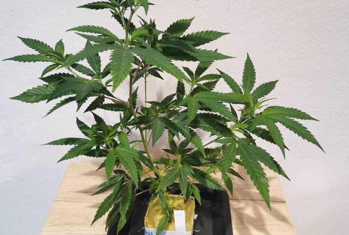 Absolem CBD und Hanfportal