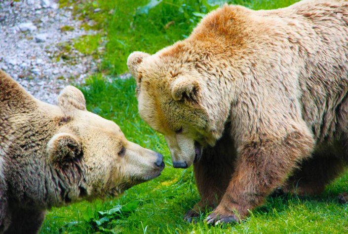 Cumberland Wildpark Grünau