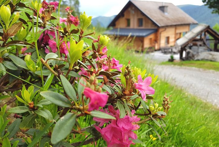 Almhütte Kristabauer