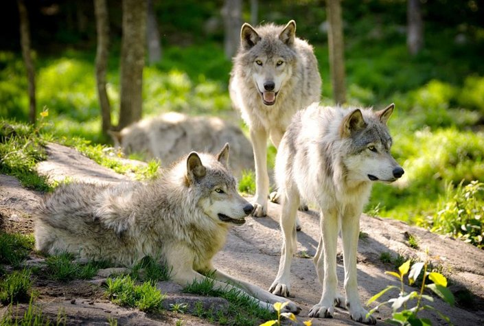 Cumberland Wildpark Grünau