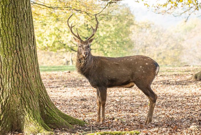 Wildpark Ernstbrunn