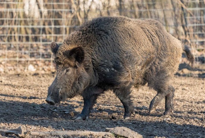Wildpark Ernstbrunn