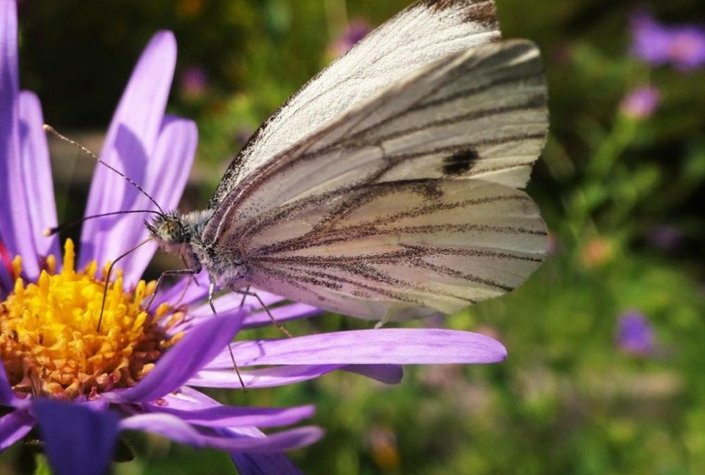 Naturerlebniszentrum Alpengarten Bad Aussee und Libellenweg