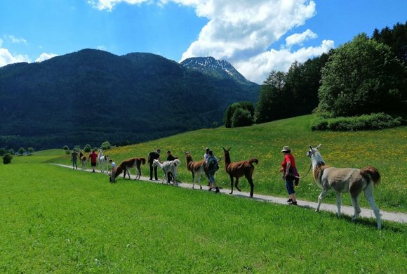 Lamawandan im Salzkammergut