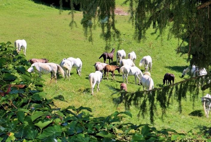Lipizzanergestüt Piber