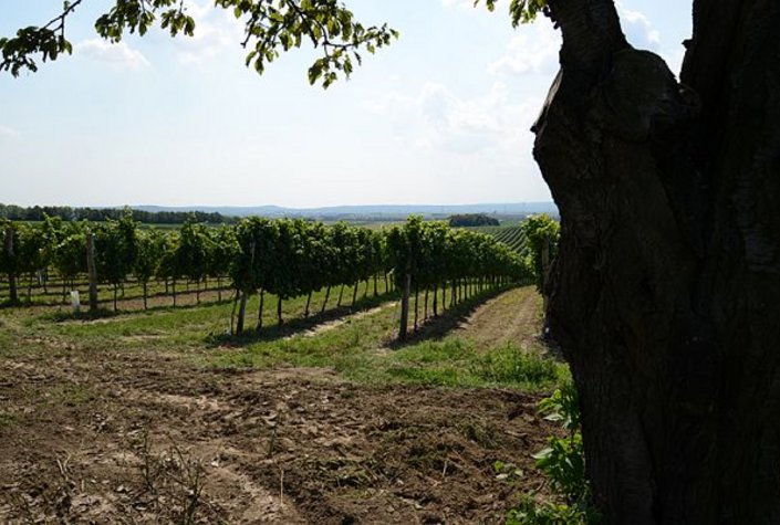 Weingut & Buschenschank Familie Schulz