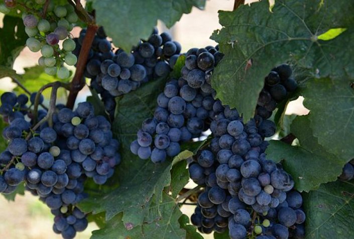 Weingut & Buschenschank Familie Schulz