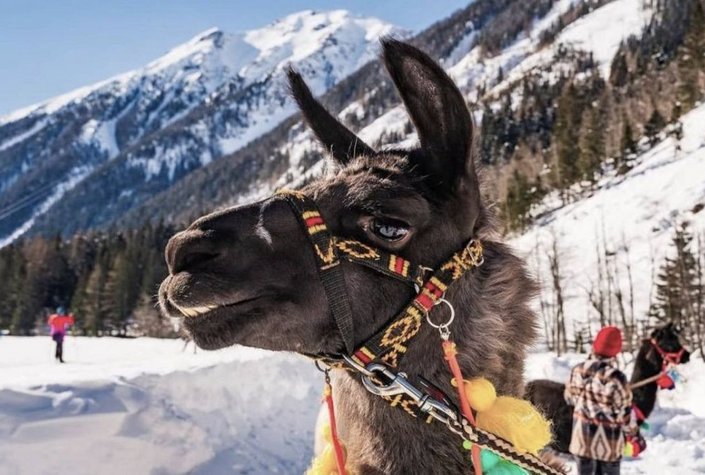 Tauern-Lama Mallnitz