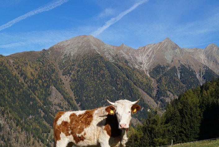 Platzerhütte