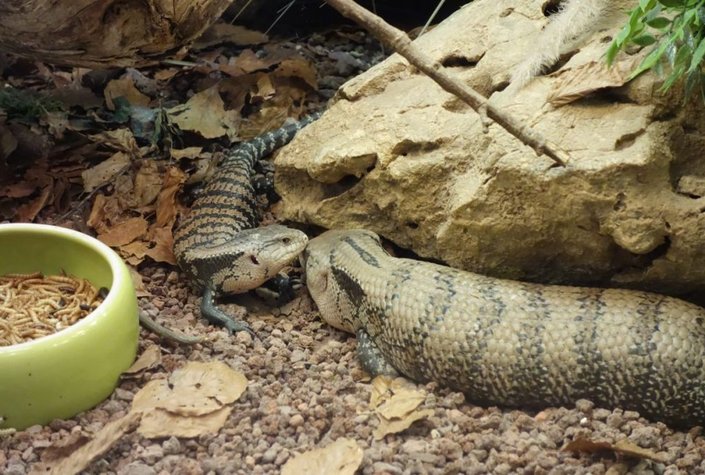 Reptilienzoo Happ