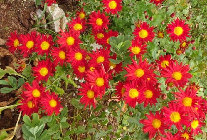 Naturerlebniszentrum Alpengarten Bad Aussee und Libellenweg