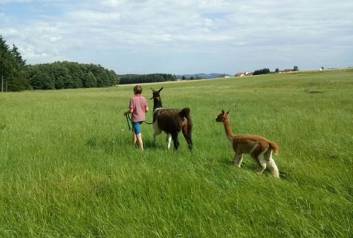 Weggefährten - Lamaerlebnisse