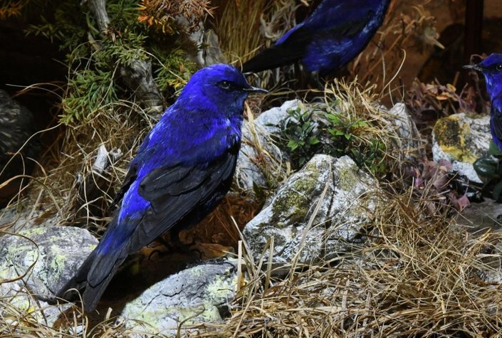 Naturwelten - Naturmuseum Salzkammergut