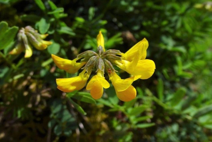 Naturerlebniszentrum Alpengarten Bad Aussee und Libellenweg