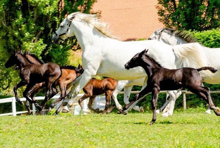 Lipizzanergestüt Piber