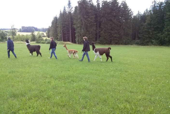 Weggefährten - Lamaerlebnisse