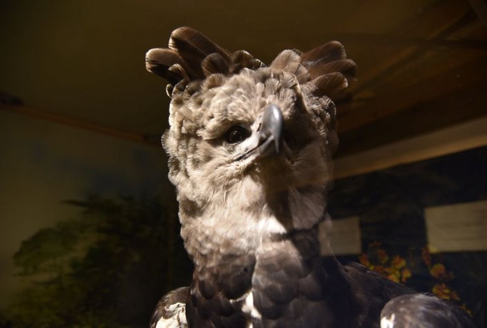 Naturwelten - Naturmuseum Salzkammergut