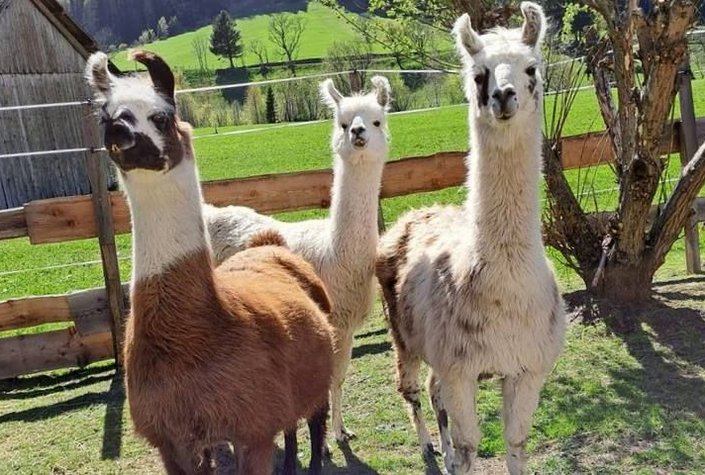 Tauern-Lama Mallnitz