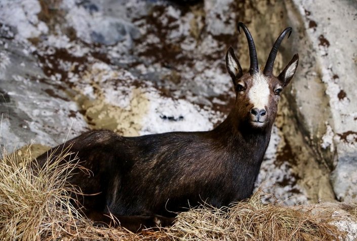 Naturwelten - Naturmuseum Salzkammergut