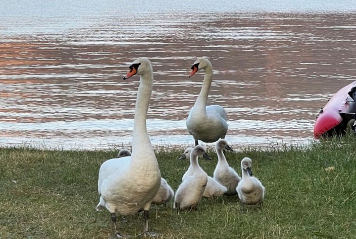 Strandcamping Traunkirchen