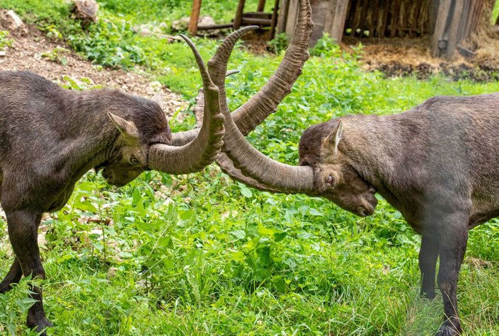 Wildpark Ernstbrunn