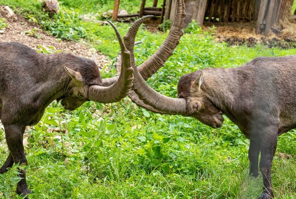 Wildpark Ernstbrunn