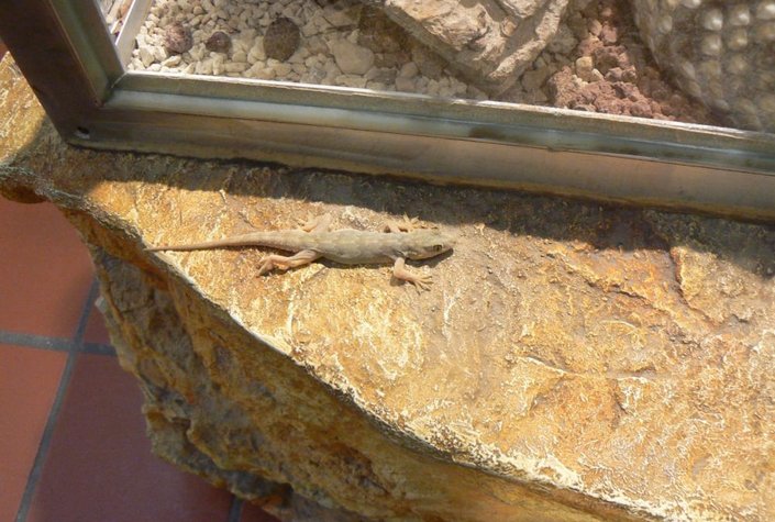 Reptilienzoo Happ