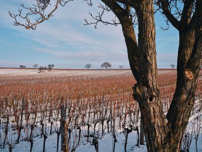 Weingärten bei Gols im Burgenland