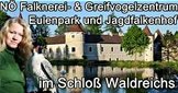 NÖ Falknerei- & Greifvogelzentrum - Franzen - Waldviertel